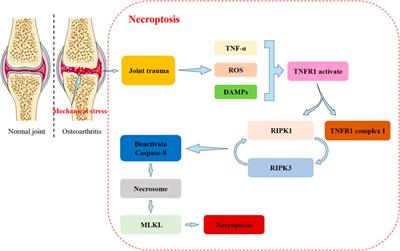 Targeting Cell Death: Pyroptosis, Ferroptosis, Apoptosis and Necroptosis in Osteoarthritis